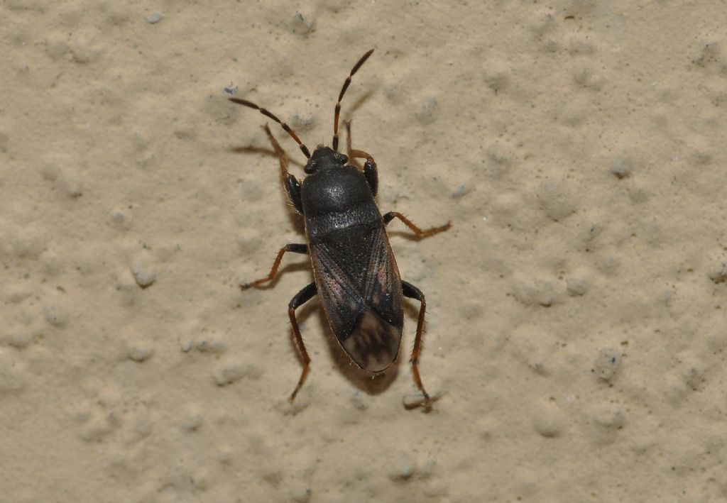 Lygaeidae: Megalonotus emarginatus