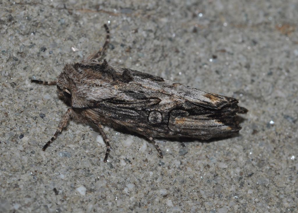 da identificare - Egira conspicillaris, Noctuidae