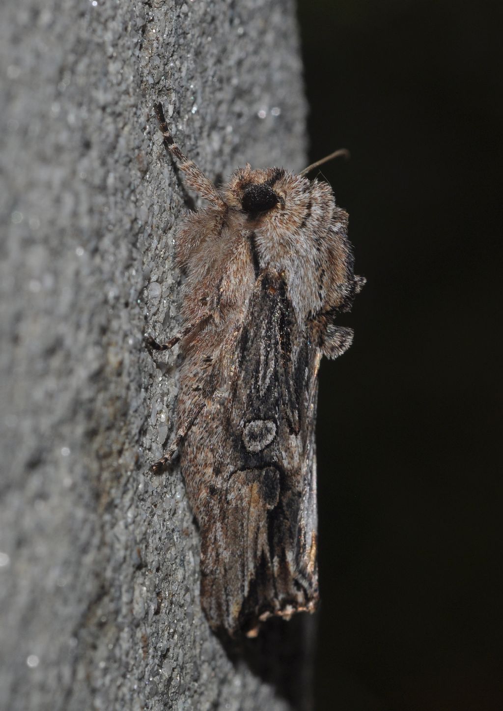 da identificare - Egira conspicillaris, Noctuidae