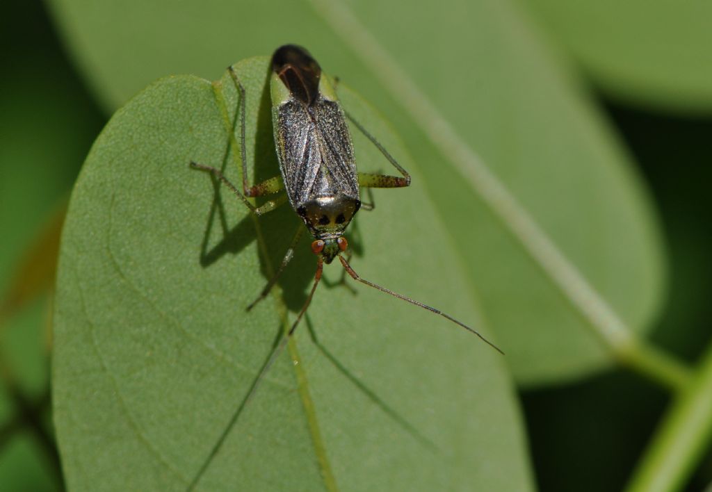 Miridae: Closterotomus trivialis, maschio