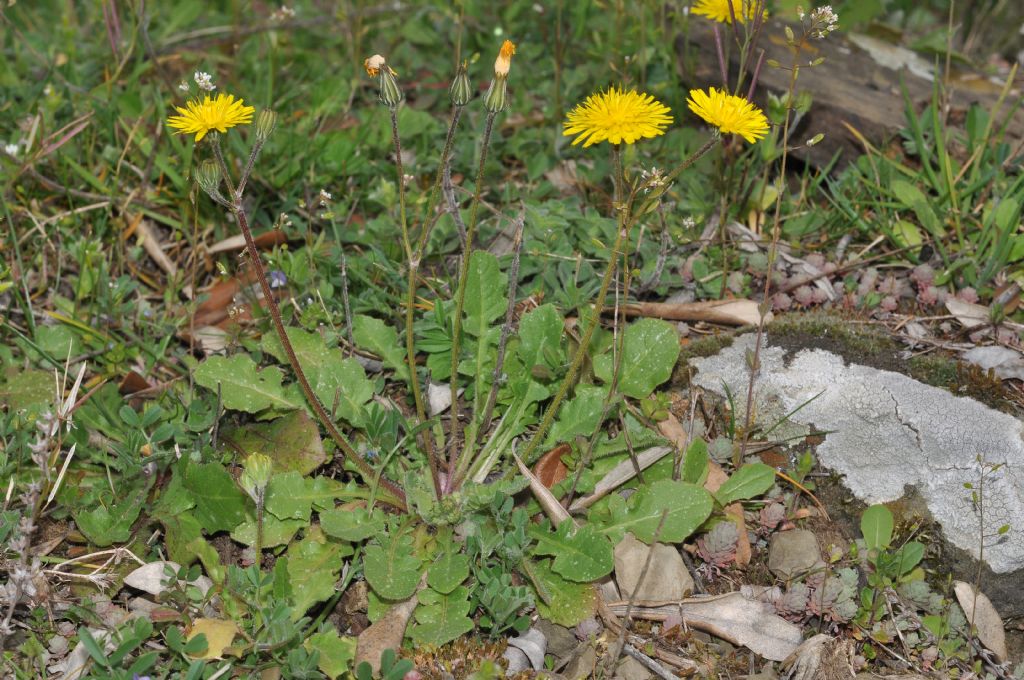 Crepis sancta (Asteraceae)