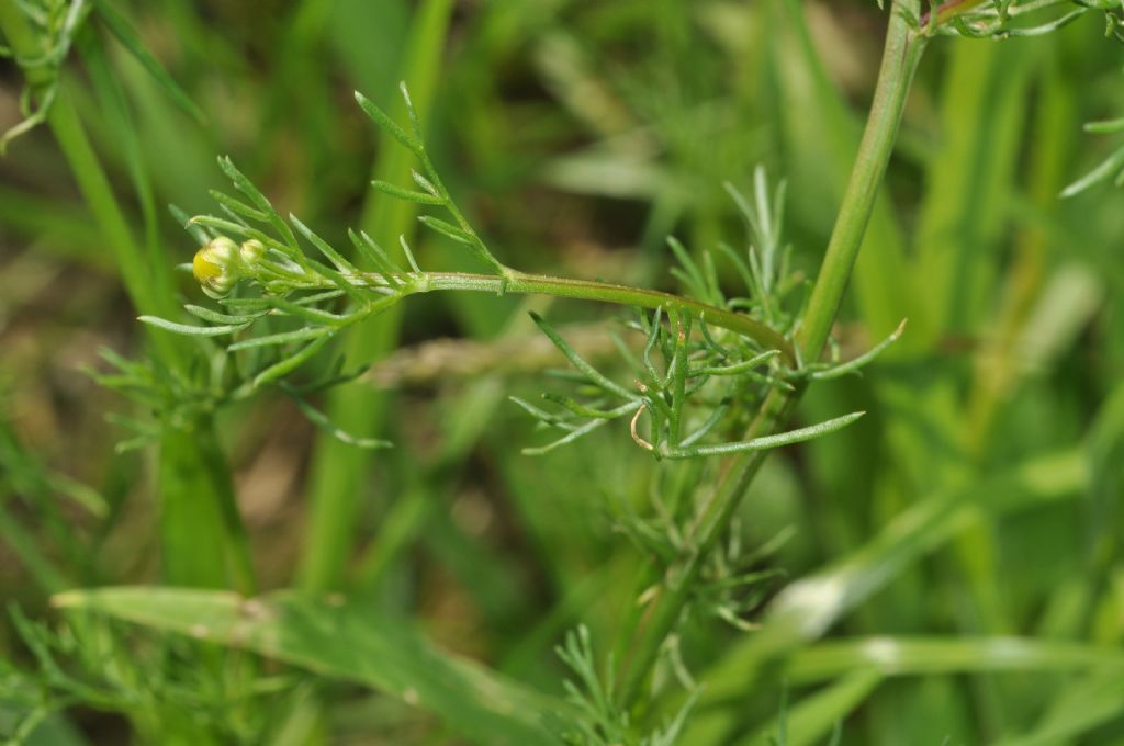 Asteracea - Matricaria chamomilla