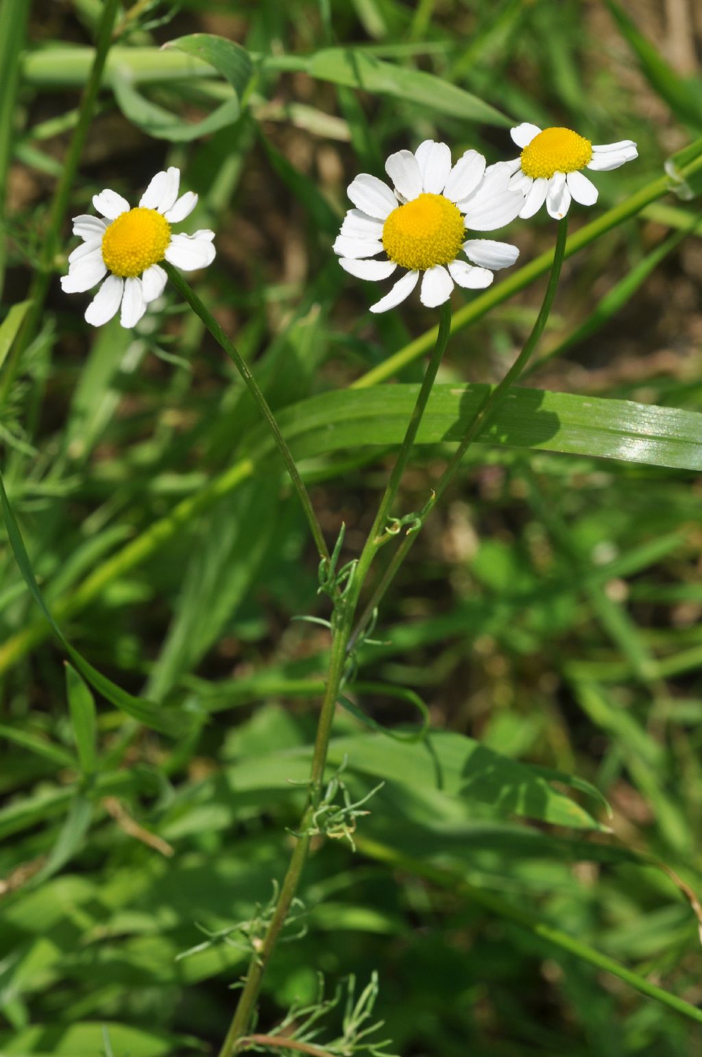 Asteracea - Matricaria chamomilla
