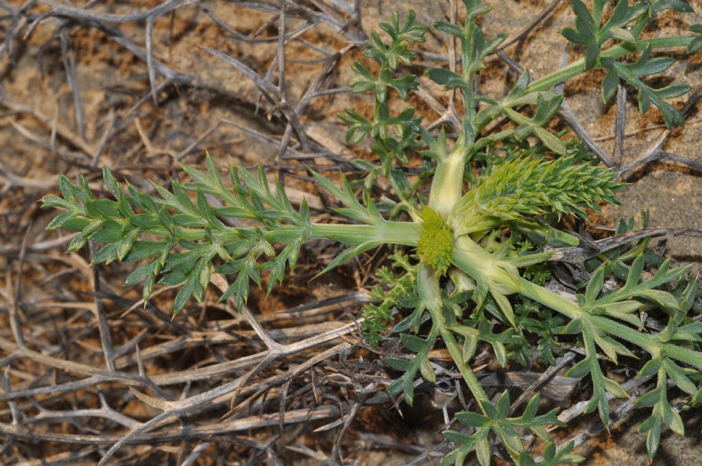 Pianta marittima...Echinophora spinosa