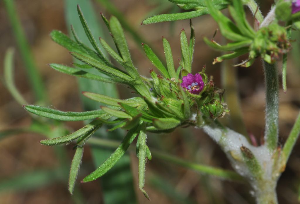 Geranium dissectum