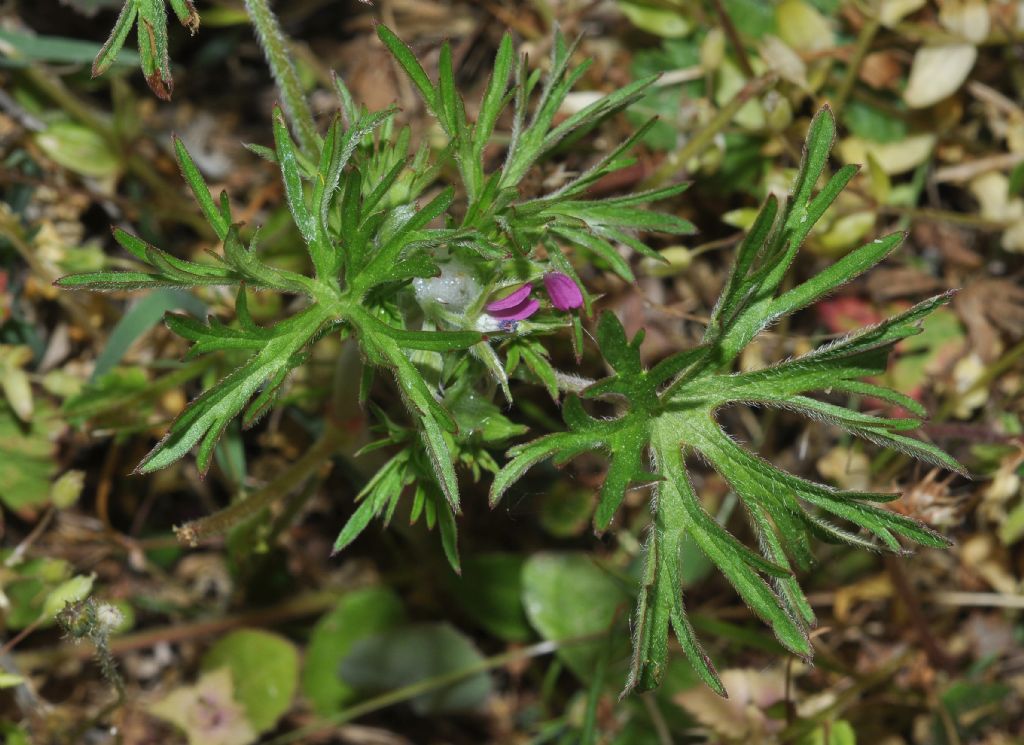 Geranium dissectum