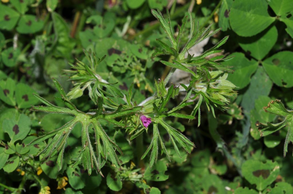 Geranium dissectum