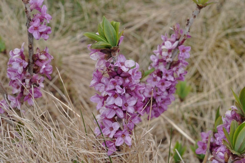Daphne mezereum / Mezereo, fior di stecco