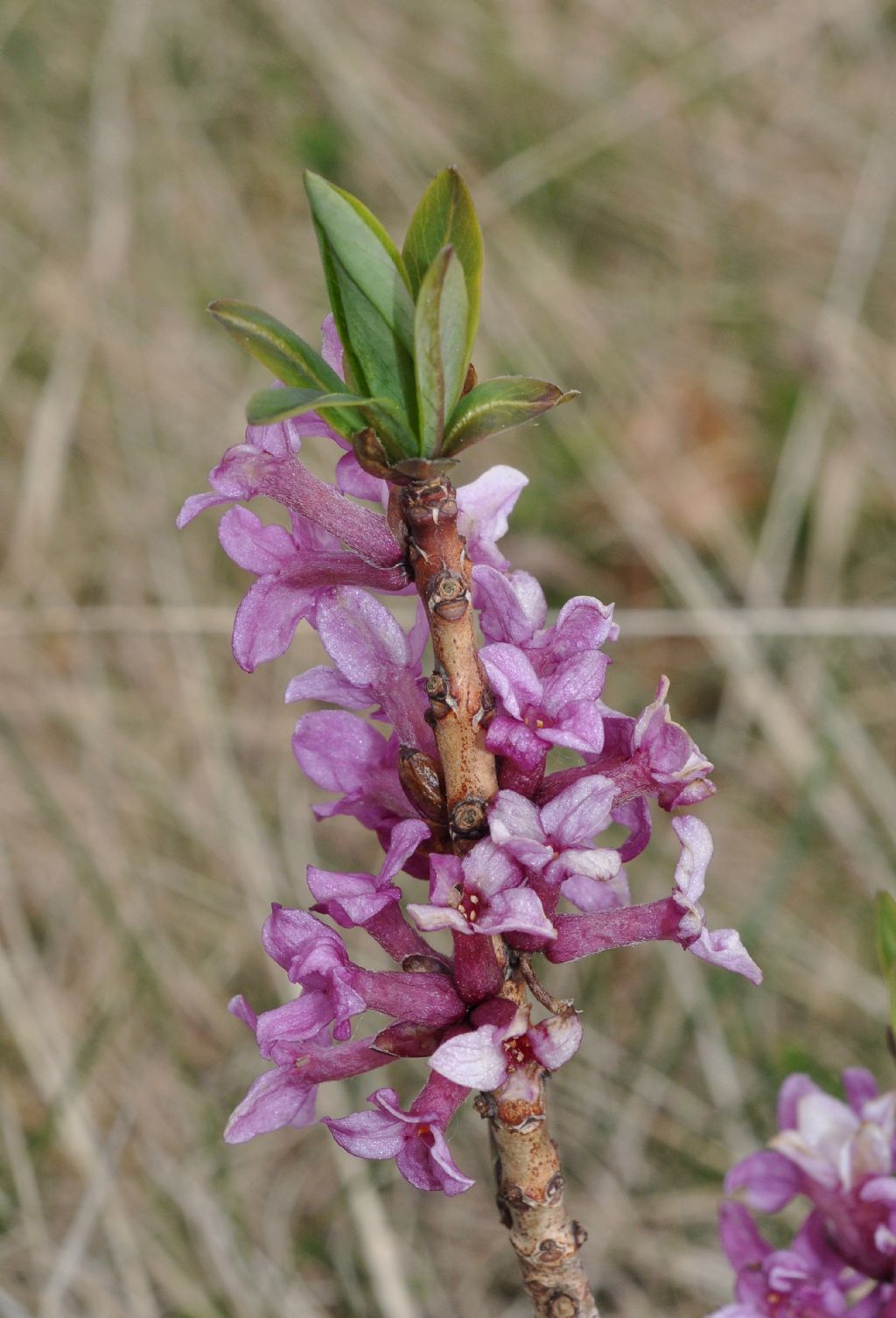 Daphne mezereum / Mezereo, fior di stecco