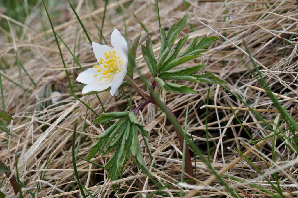 Anemonoides nemorosa