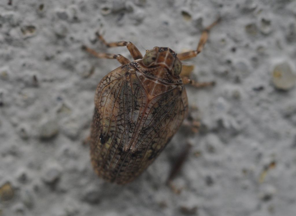 Issus coleoptratus (Fulgoromorpha Issidae)
