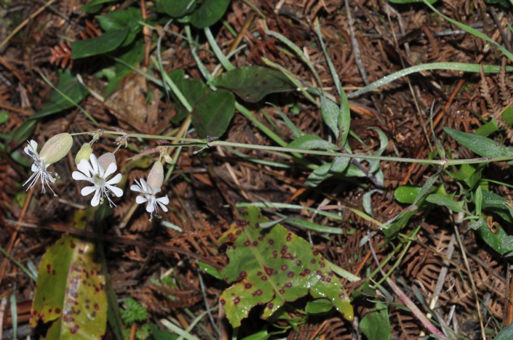 Silene vulgaris