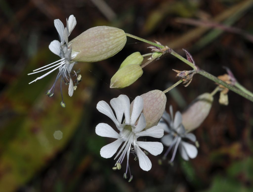 Silene vulgaris