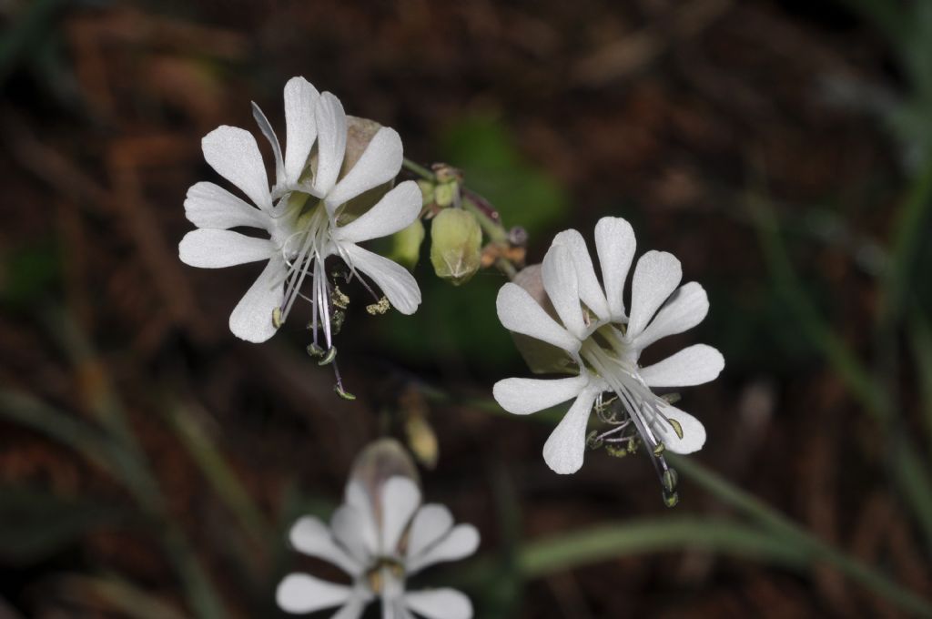 Silene vulgaris