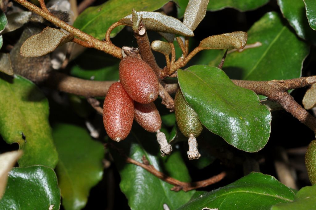 Elaeagnus pungens / Olivagno pungente