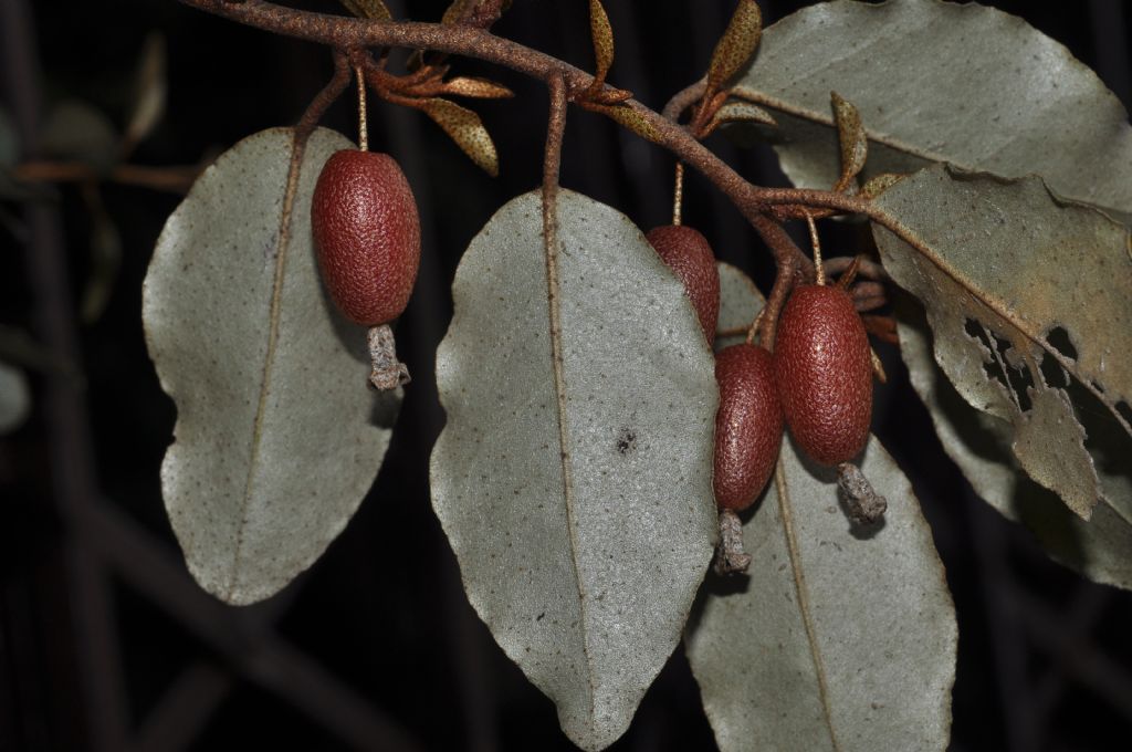 Elaeagnus pungens / Olivagno pungente