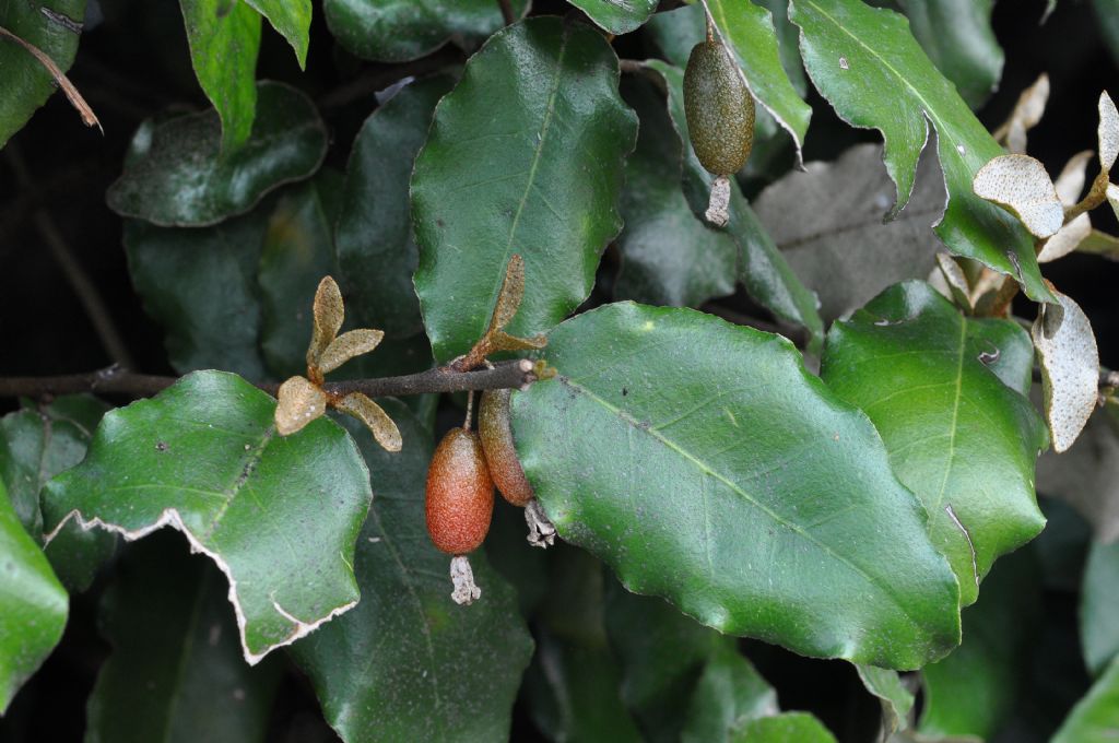 Elaeagnus pungens / Olivagno pungente