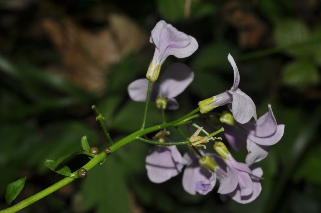 Cardamine bulbifera