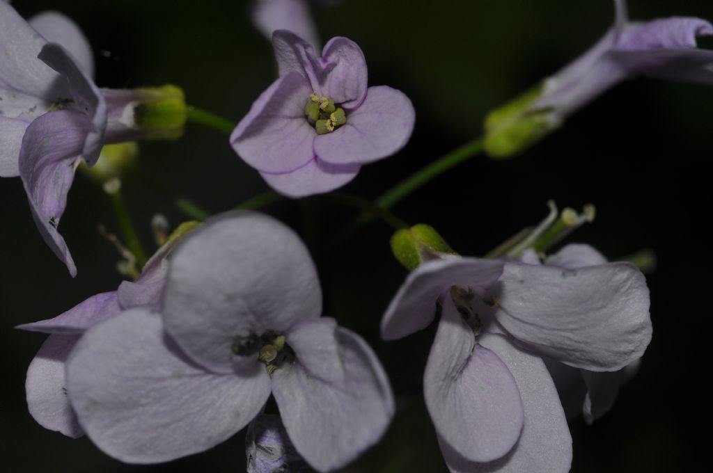 Cardamine bulbifera