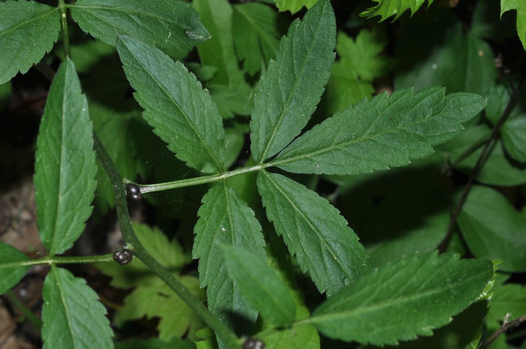 Cardamine bulbifera