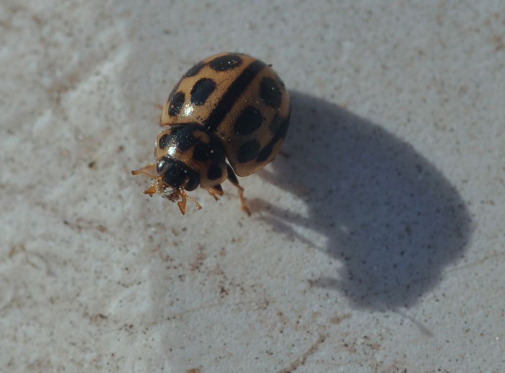 Coccinellidae: Tytthaspis sedecimpunctata