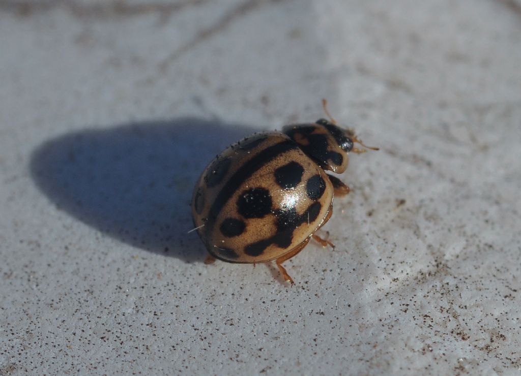 Coccinellidae: Tytthaspis sedecimpunctata