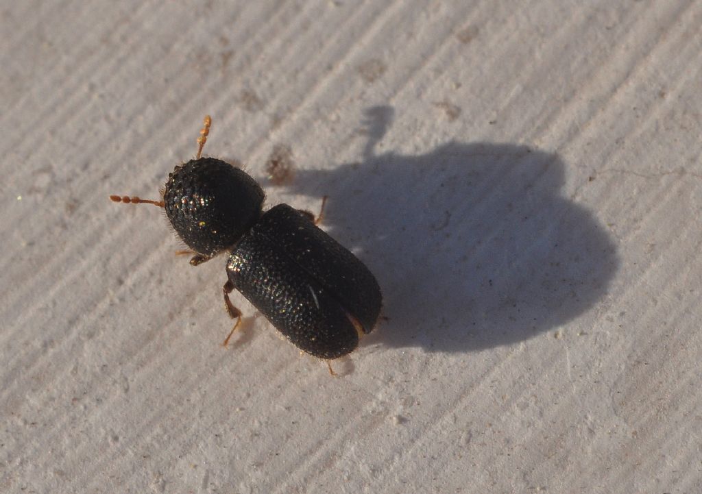 Bostrichidae: Dinoderus minutus