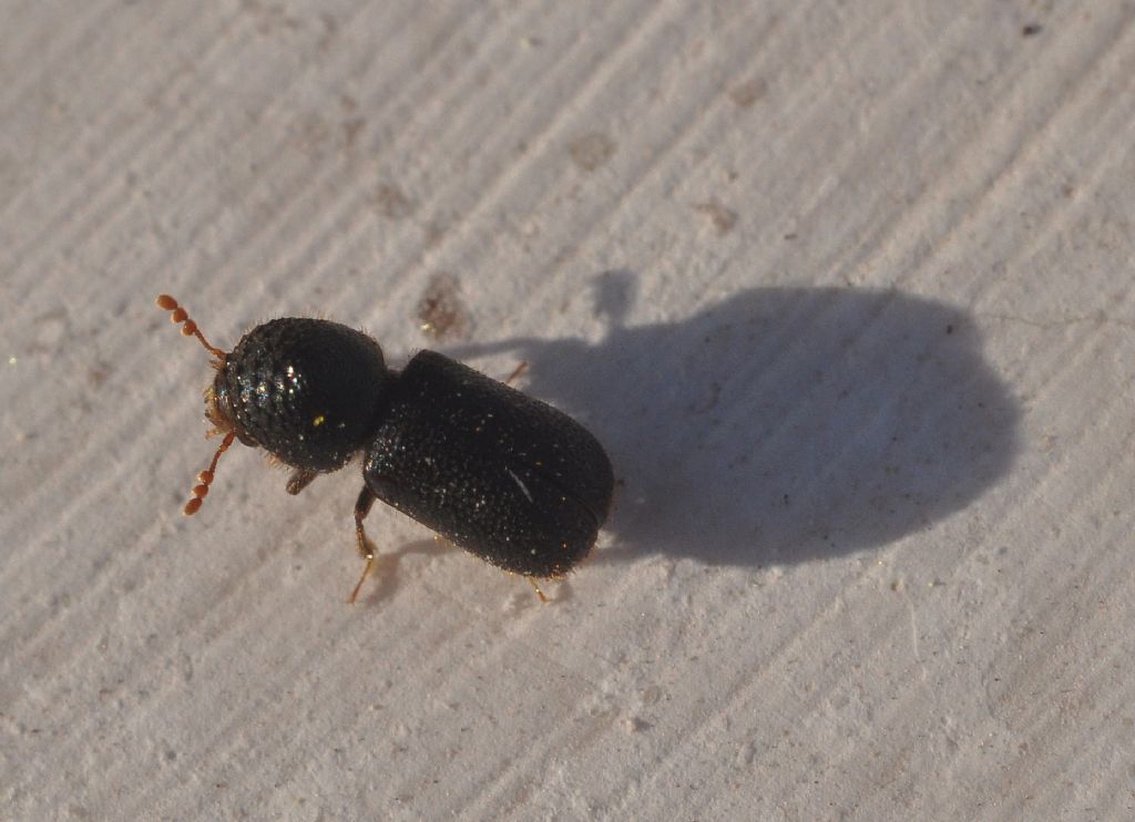 Bostrichidae: Dinoderus minutus