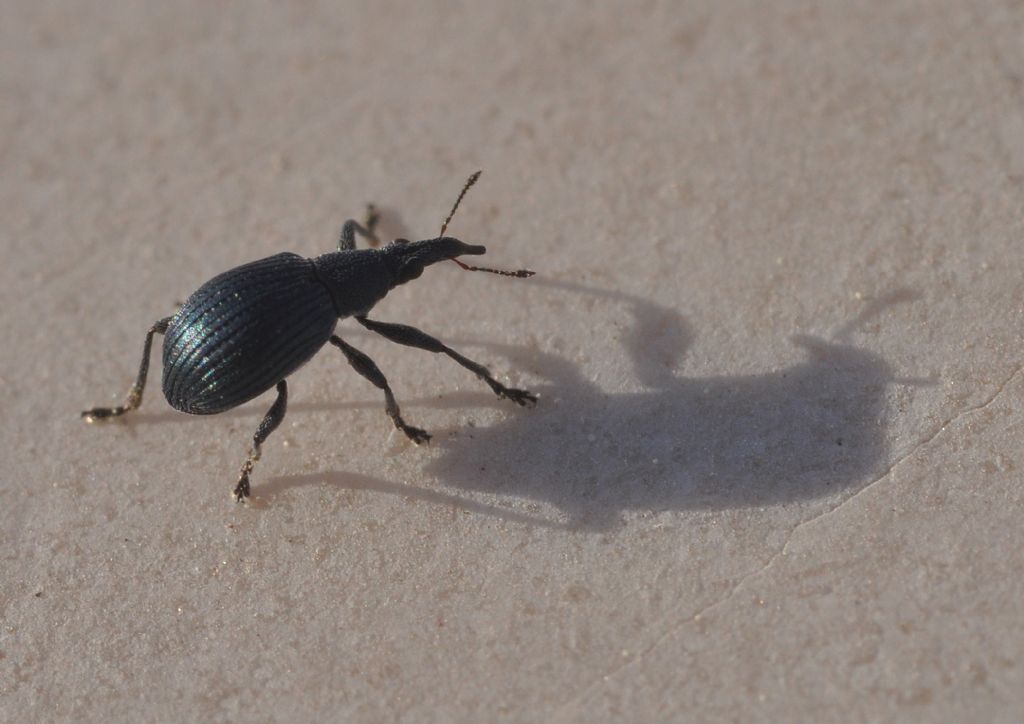 Apionidae: Oxystoma pomonae