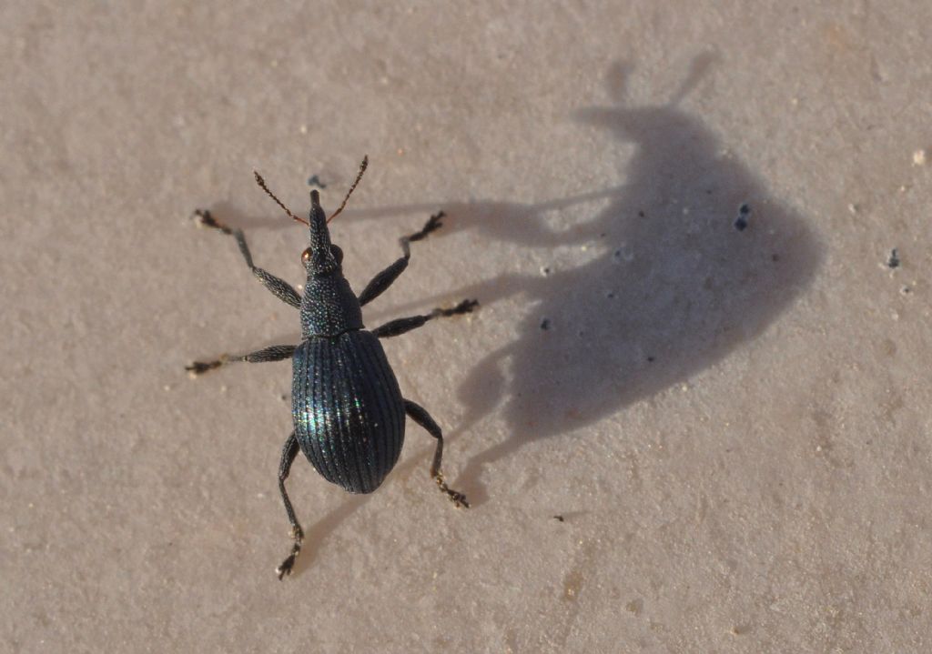 Apionidae: Oxystoma pomonae