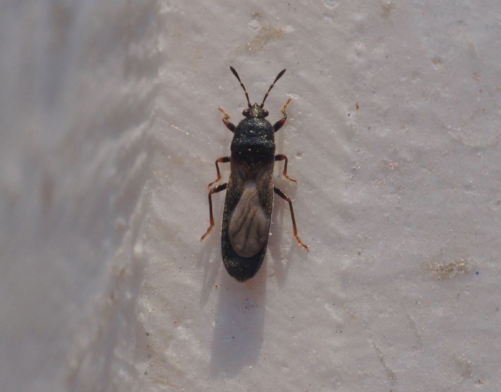 Lygaeidae: Dimorphopterus spinolae