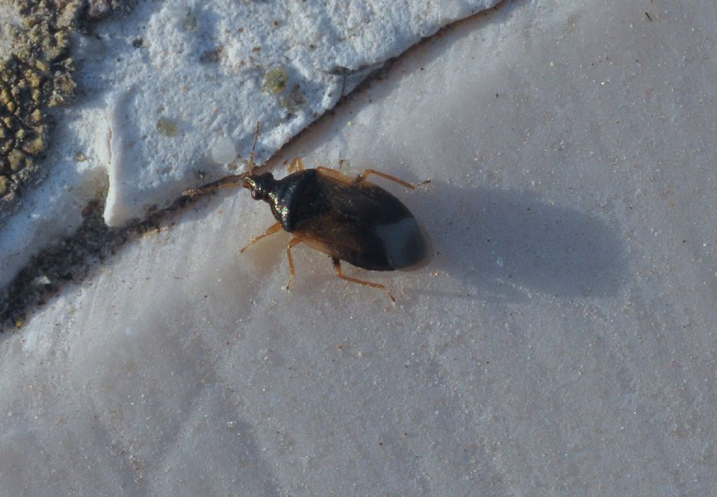 Anthocoridae: Orius laevigatus