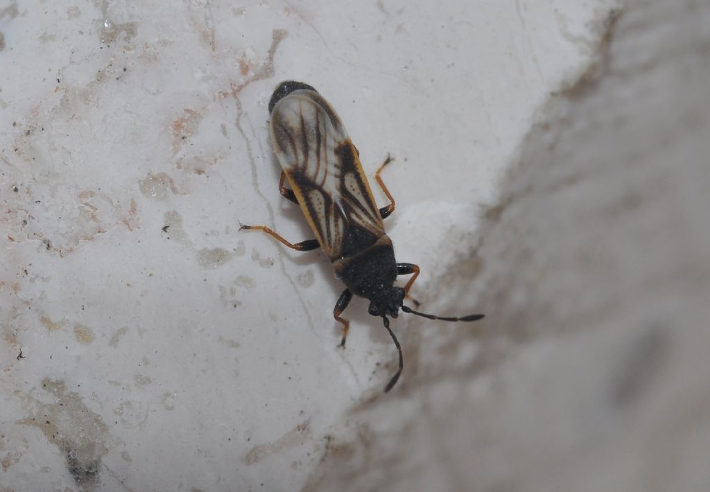 Lygaeidae: Ischnodemus sabuleti