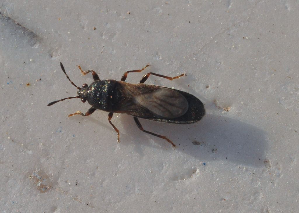 Lygaeidae: Dimorphopterus spinolae