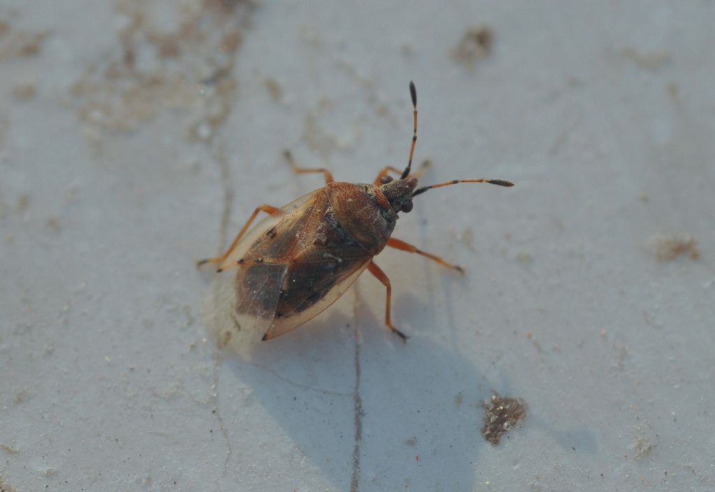 Lygaeidae: Kleidocerys  resedae