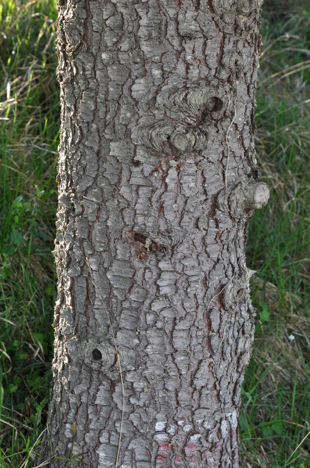 strobilo da id (3)