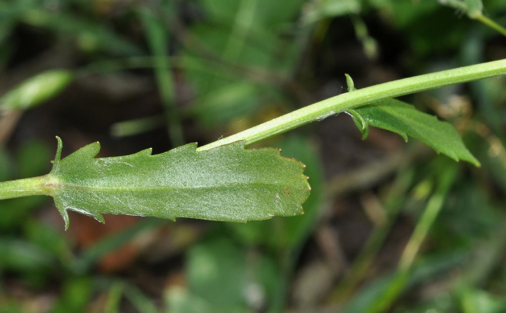 Asterales: Leucanthemum...