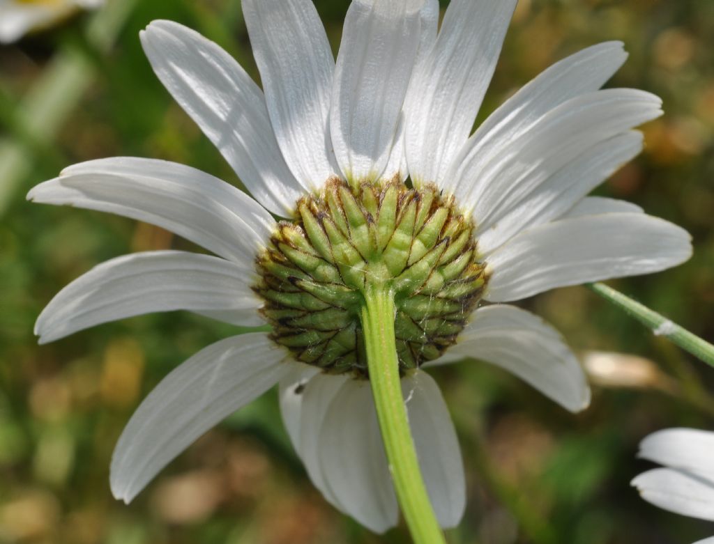Asterales: Leucanthemum...