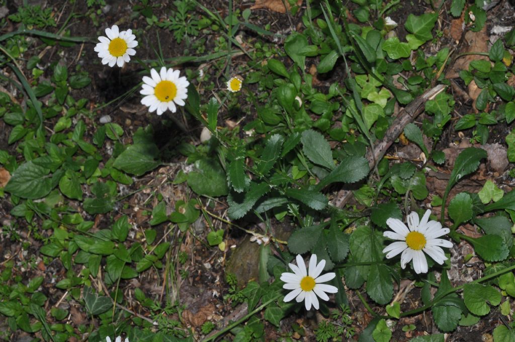 Asterales: Leucanthemum...