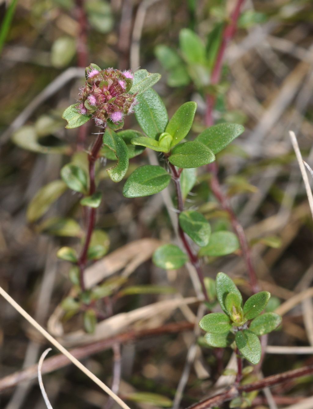 Lamiales da id...Thymus sp.