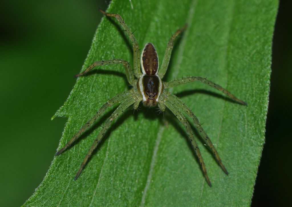 Lycosidae da id...No, Pisauridae: Dolomedes sp. - Magenta (MI)