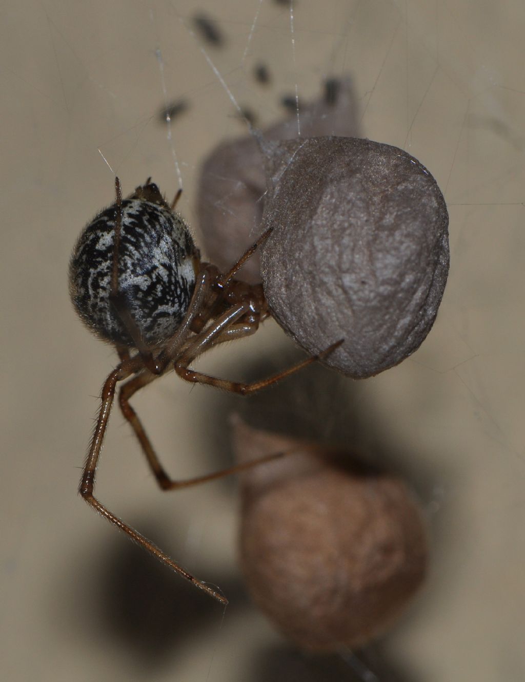 Parasteatoda tepidariorum con ovisacco - Magenta (MI)