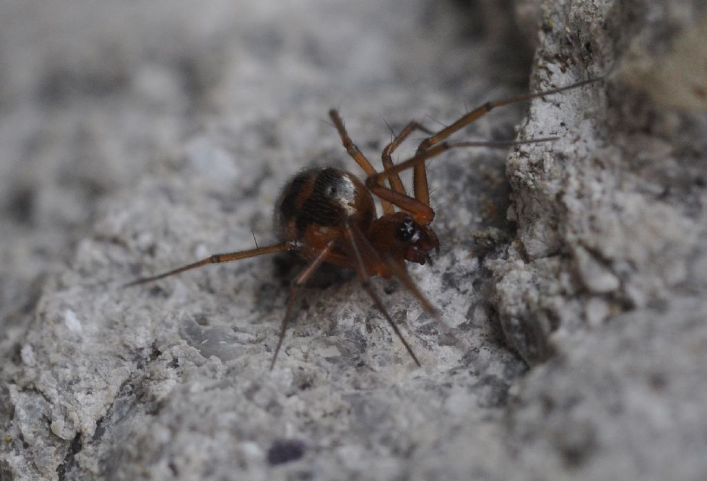 Linyphiidae  - Cavriglia (AR)