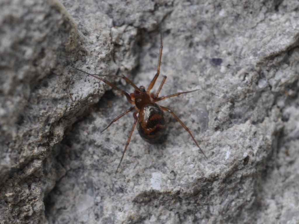 Linyphiidae  - Cavriglia (AR)