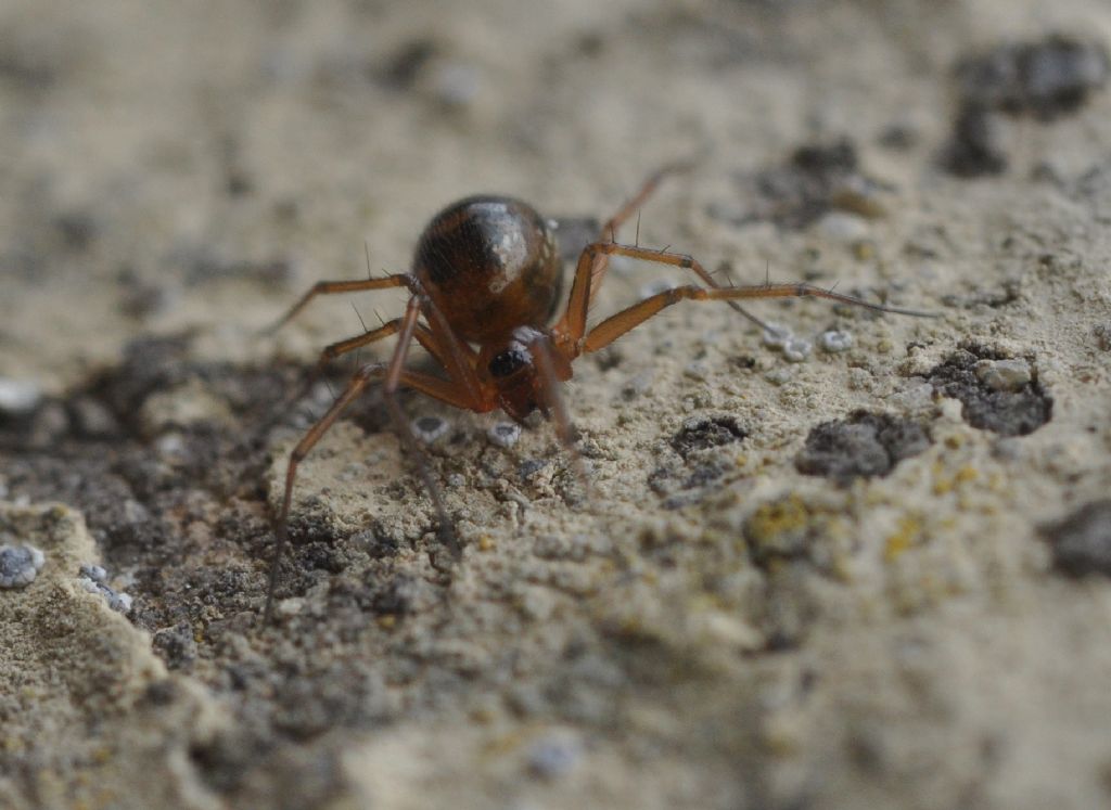 Linyphiidae  - Cavriglia (AR)