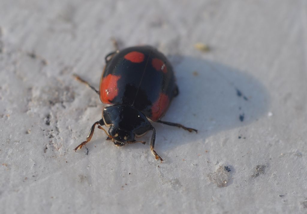 Coccinellidae; Adalia bipunctata