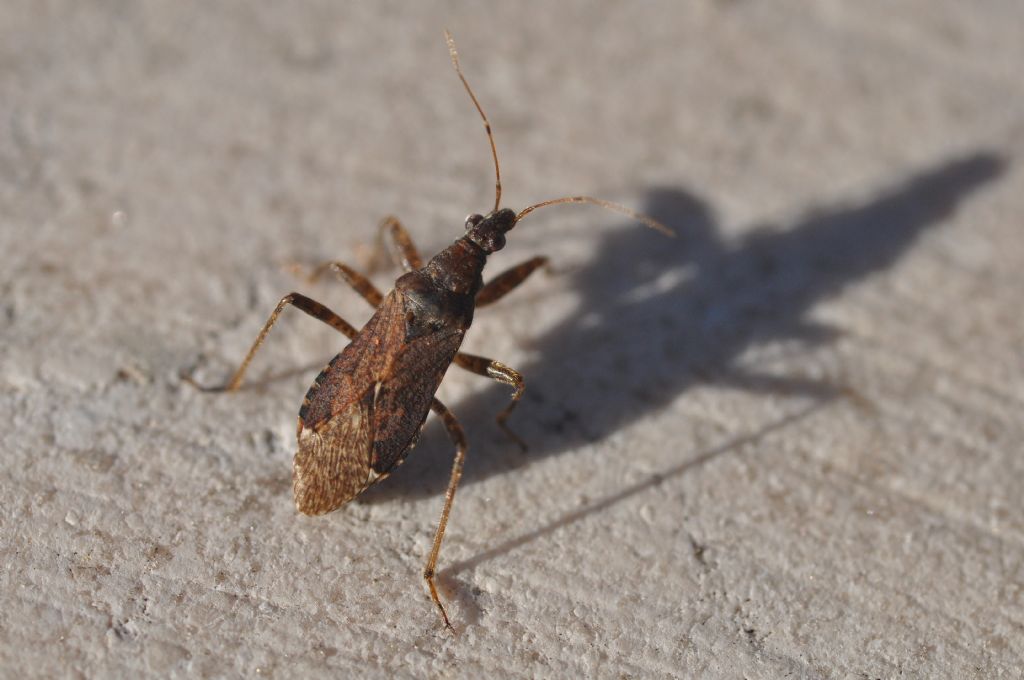 Nabidae: Himacerus mirmicoides