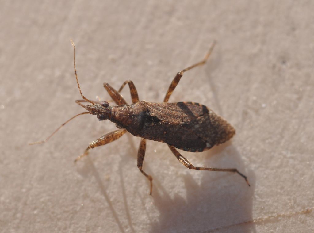 Nabidae: Himacerus mirmicoides