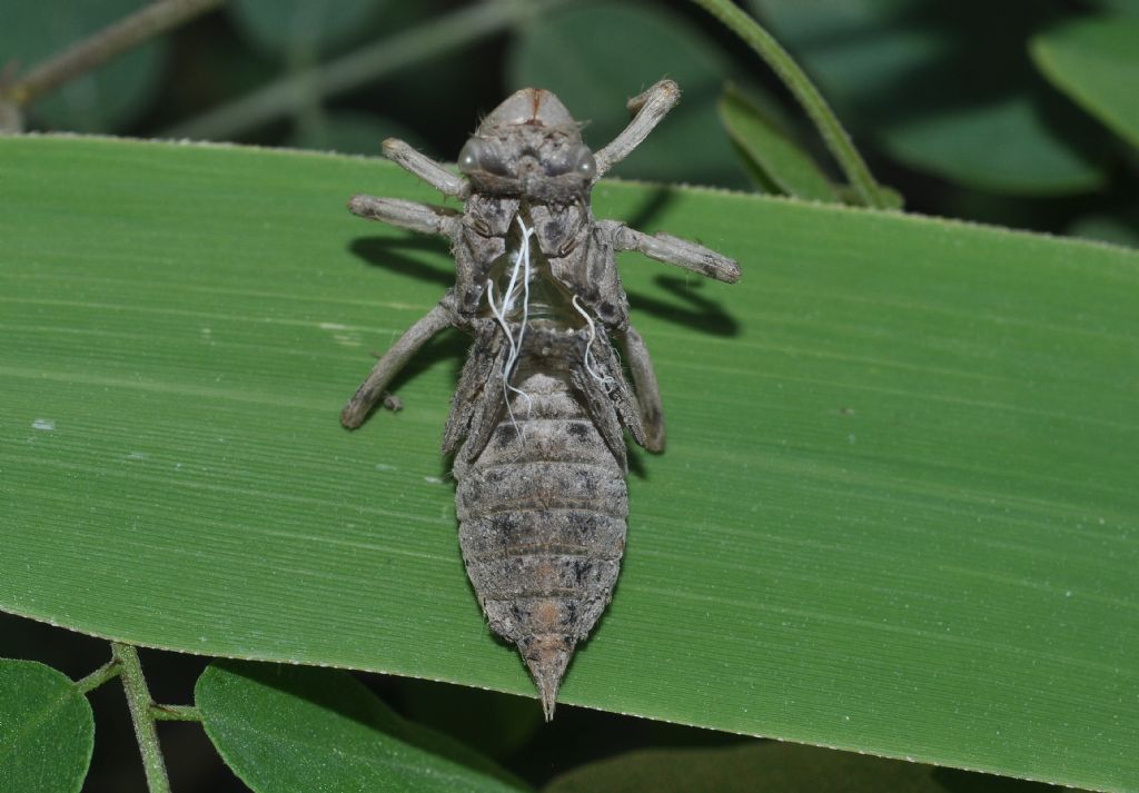 Exuvia da id.: Orthetrum cancellatum