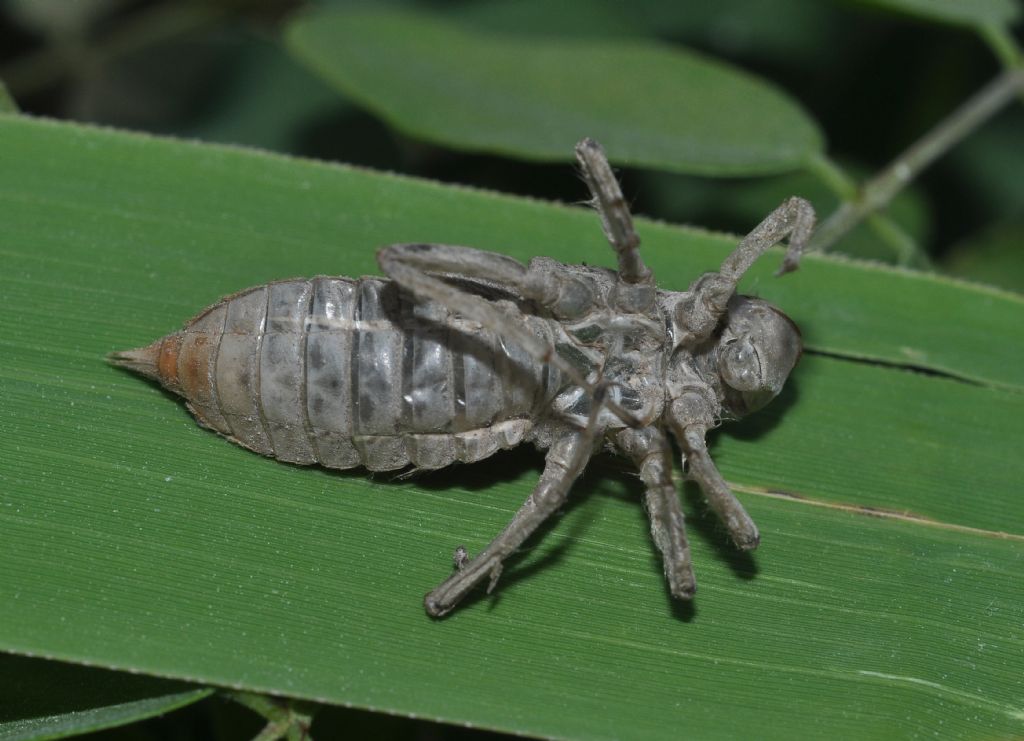 Exuvia da id.: Orthetrum cancellatum